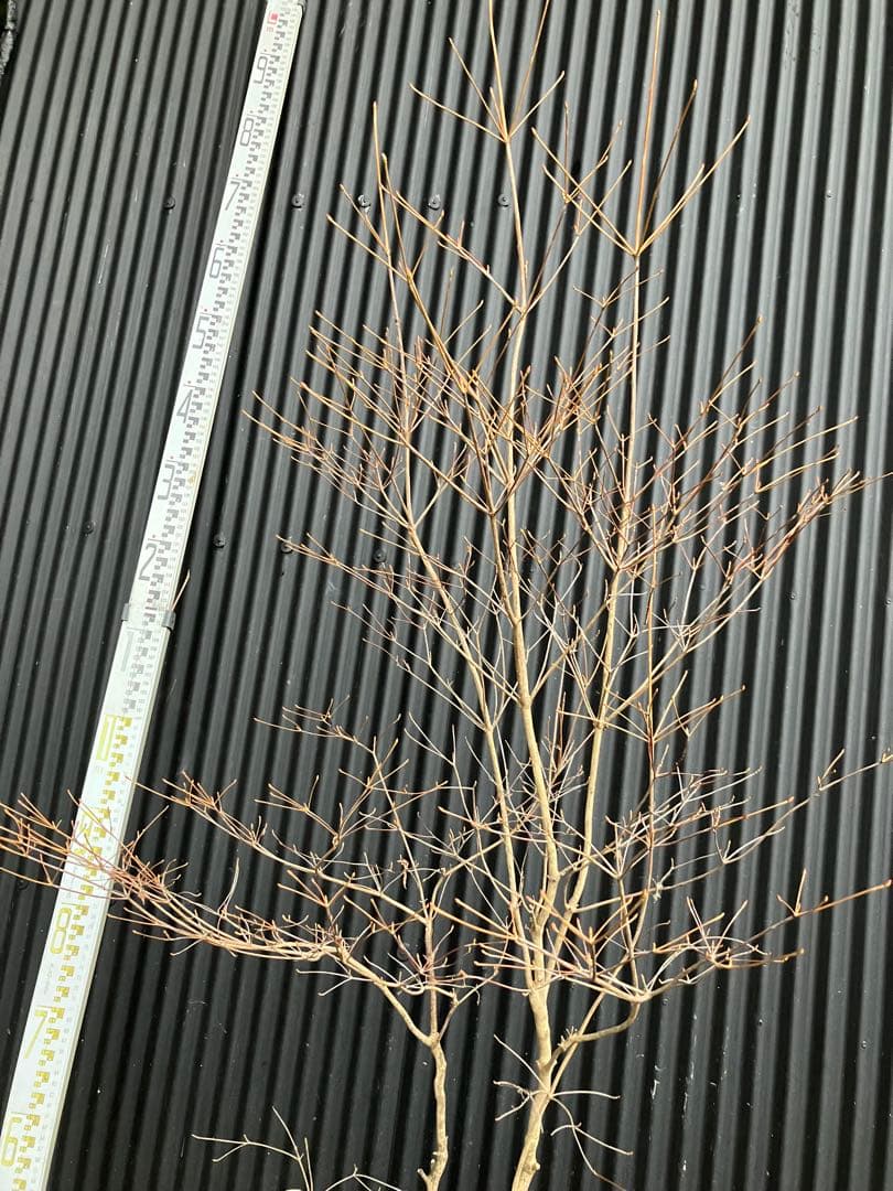 山採り　ドウダンツツジ