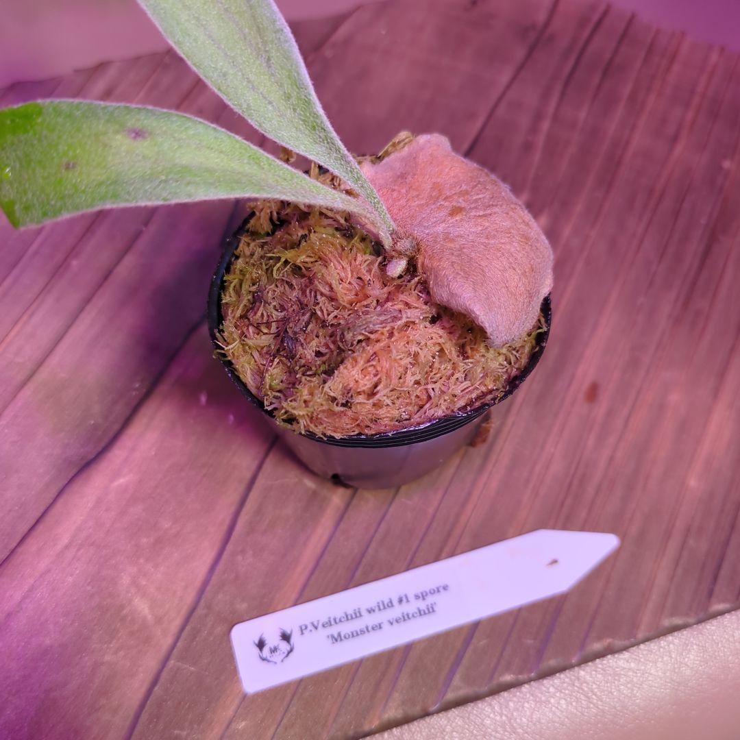 1セット限定出品】板付けサイズ胞子培養6株セット/ビカクシダ - メルカリ