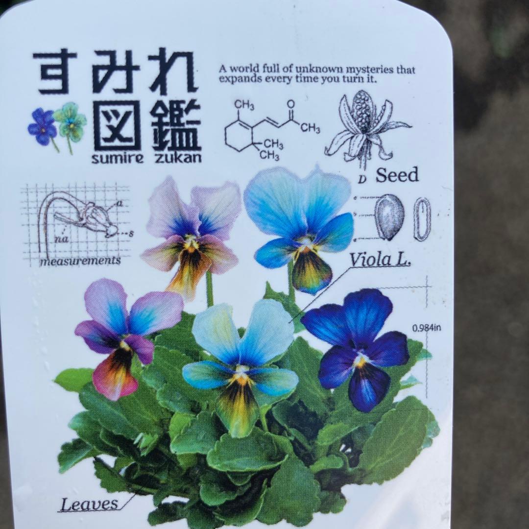 すみれ図鑑 ビオラ 青色系 1苗 - メルカリ
