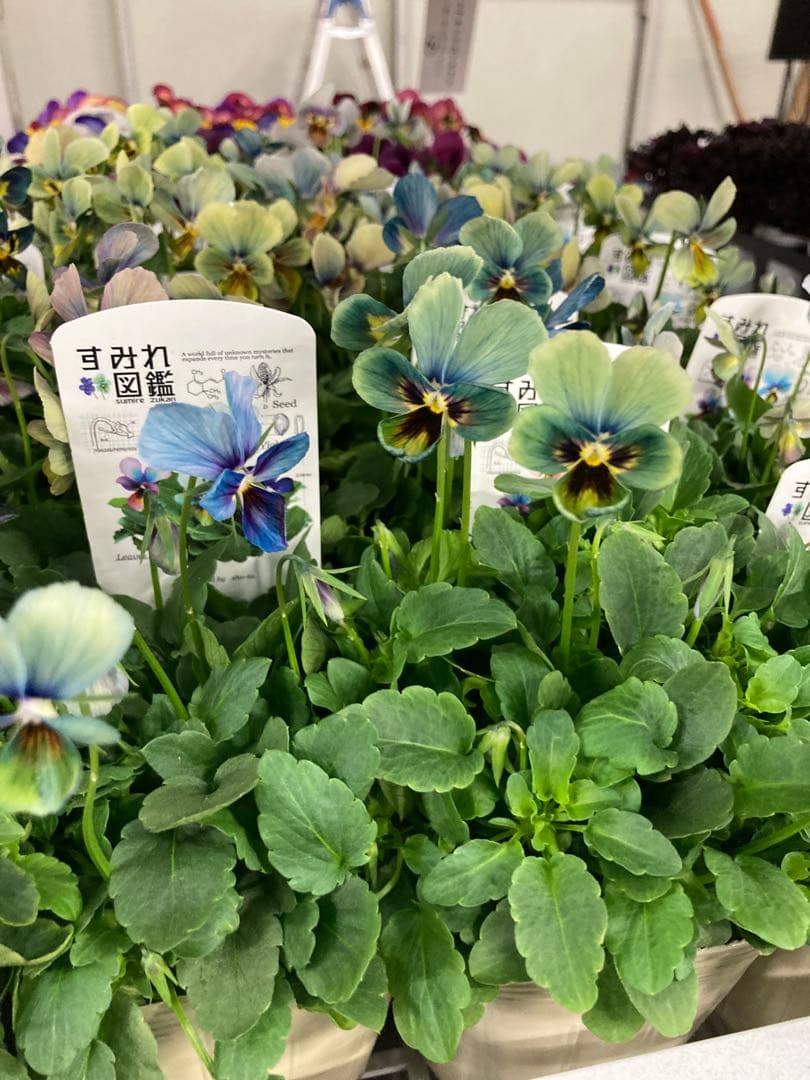 すみれ図鑑 ビオラ 青色系 1苗 - メルカリ
