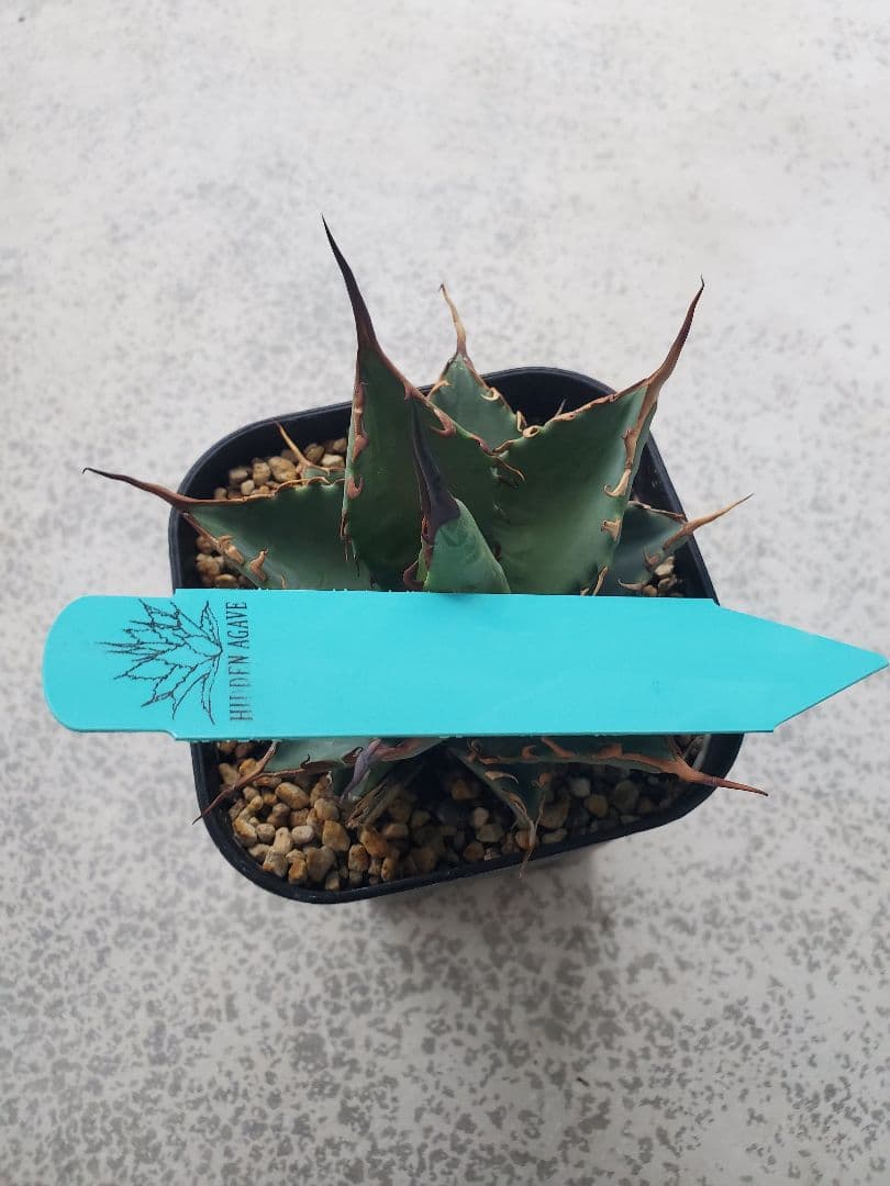 アガベ チタノタ エボリ×BB エボリBB ハイブリッド 親株 - メルカリ