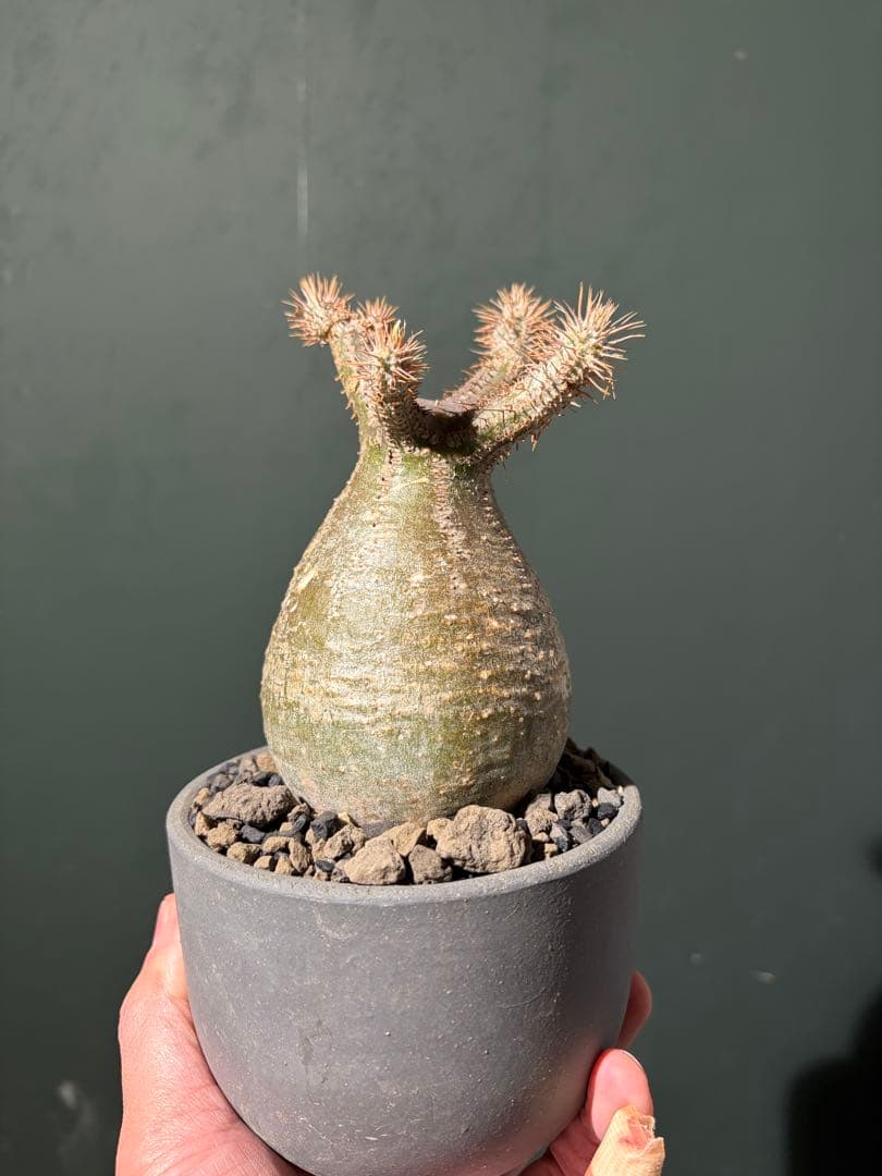 パキポディウム グラキリス 現地球 コレクション株 良型株 鉢のまま