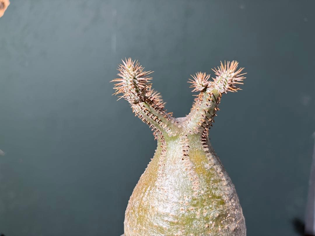 パキポディウム グラキリス 現地球 コレクション株 良型株 鉢のまま