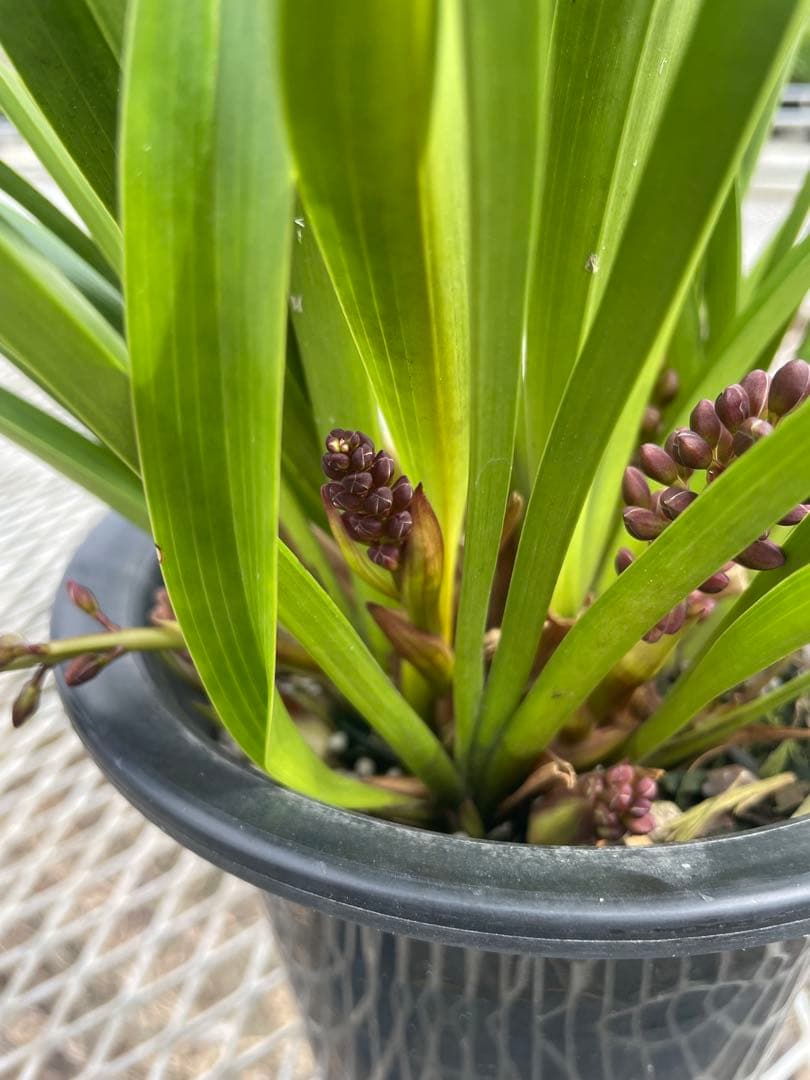 R8年キンリョウヘン花芽10本#4 - メルカリ