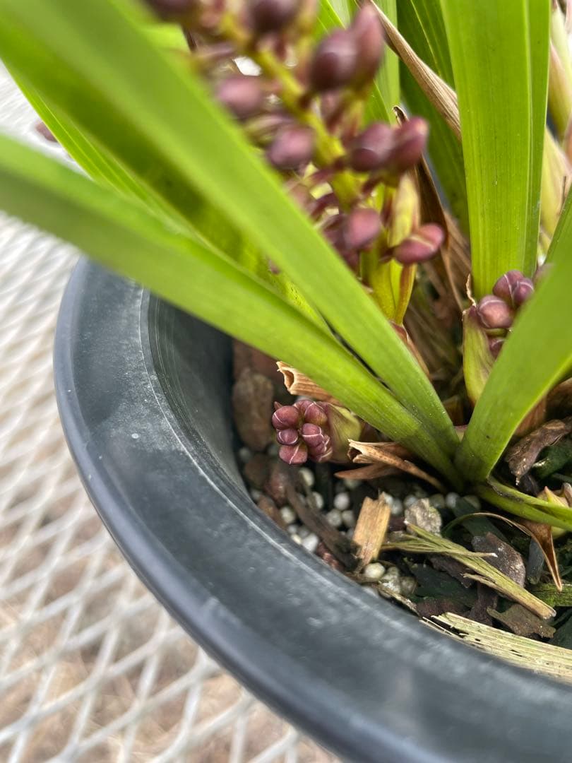 R8年キンリョウヘン花芽10本#4 - メルカリ