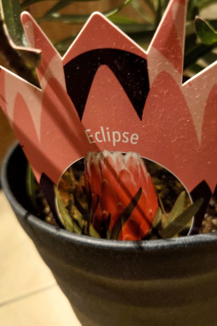 プロテア エクリプス 7号（バンクシア、グレビレア、リューカ