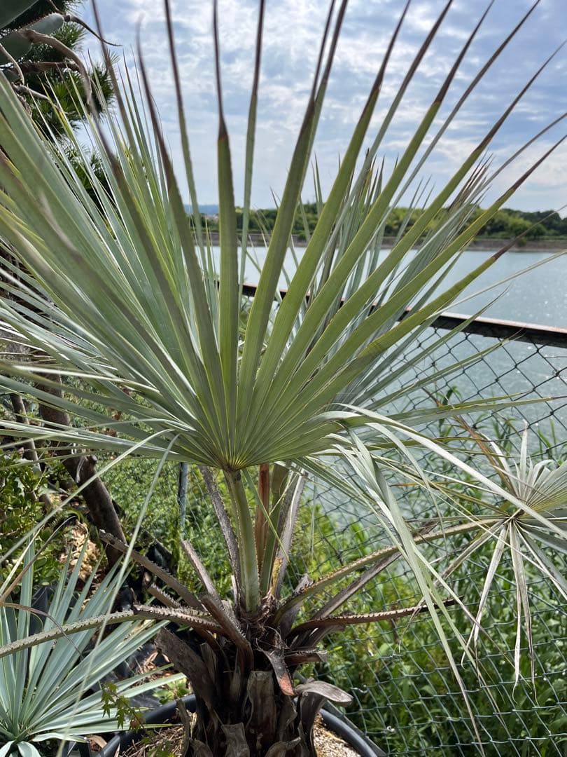 引き取り限定　超特大　ブラヘアアルマータ　白銀葉　観葉植物 扇形の葉 健康的