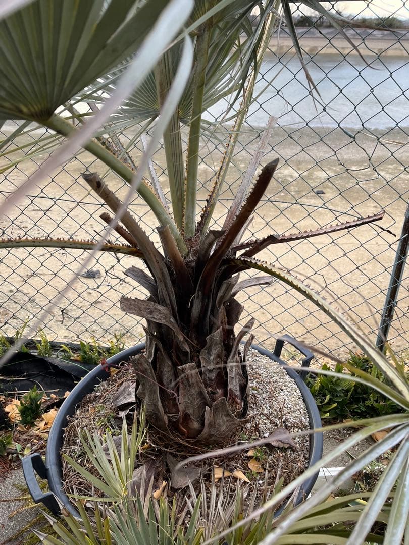 引き取り限定　超特大　ブラヘアアルマータ　白銀葉　観葉植物 扇形の葉 健康的