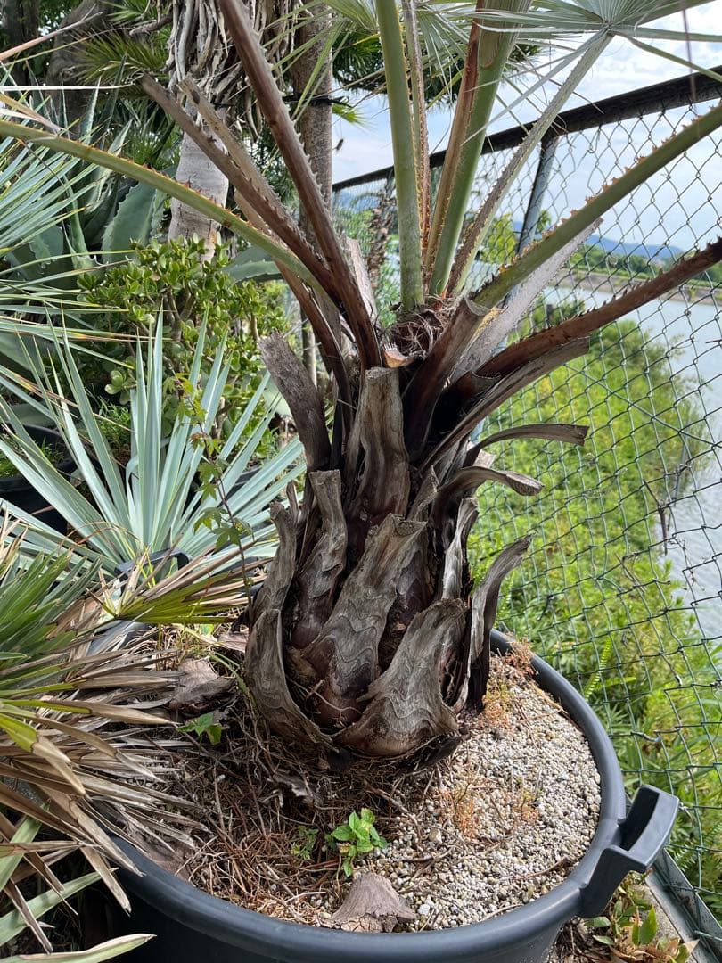 引き取り限定　超特大　ブラヘアアルマータ　白銀葉　観葉植物 扇形の葉 健康的