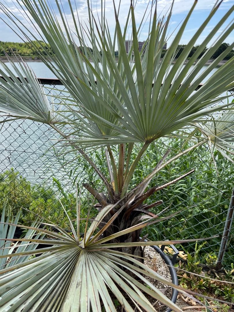 引き取り限定　超特大　ブラヘアアルマータ　白銀葉　観葉植物 扇形の葉 健康的