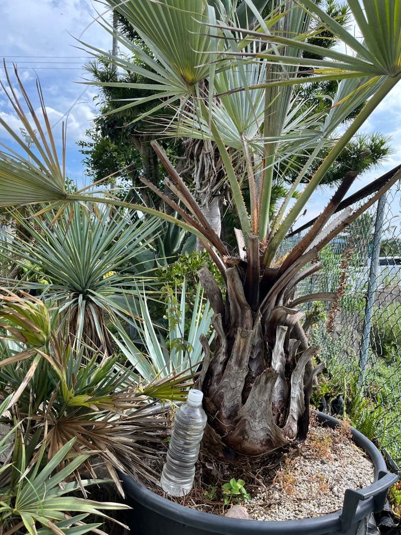 引き取り限定　超特大　ブラヘアアルマータ　白銀葉　観葉植物 扇形の葉 健康的