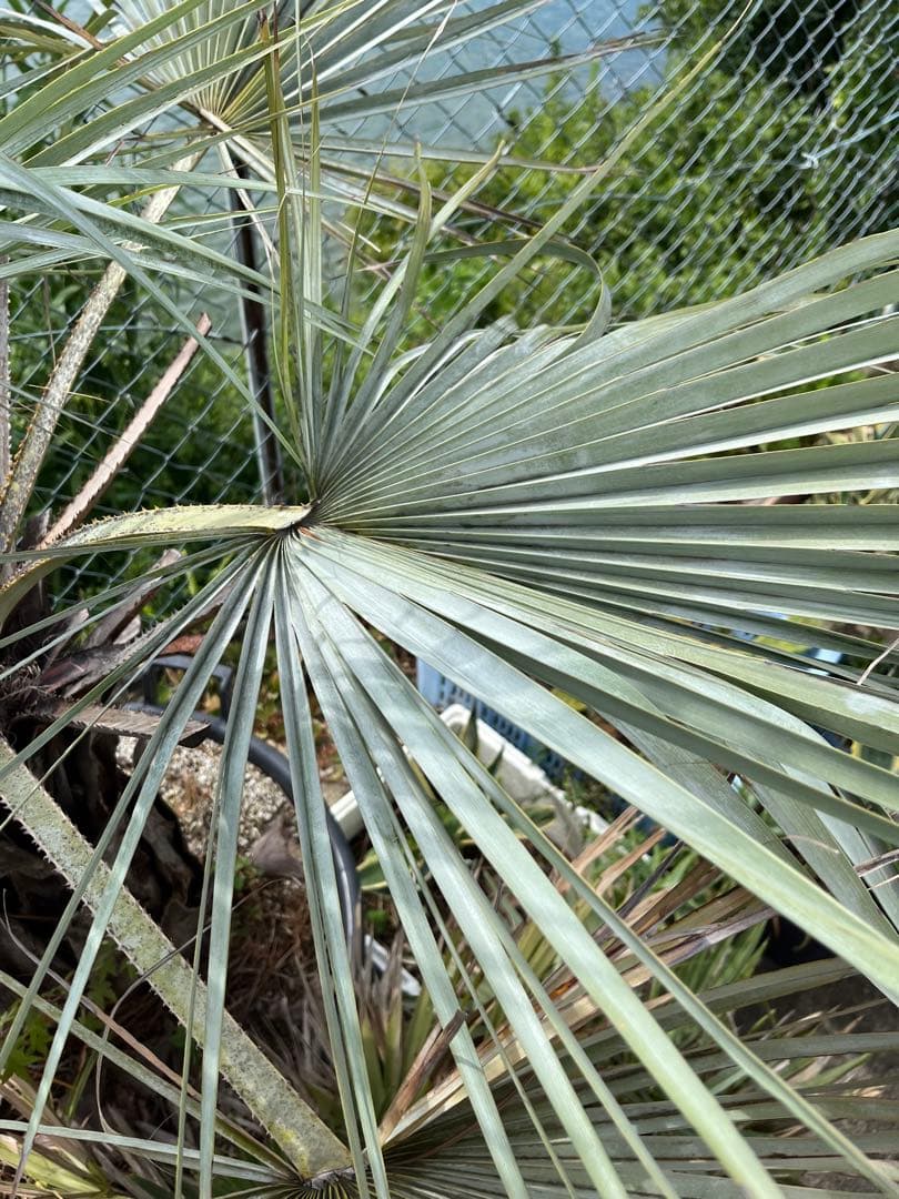 引き取り限定　超特大　ブラヘアアルマータ　白銀葉　観葉植物 扇形の葉 健康的