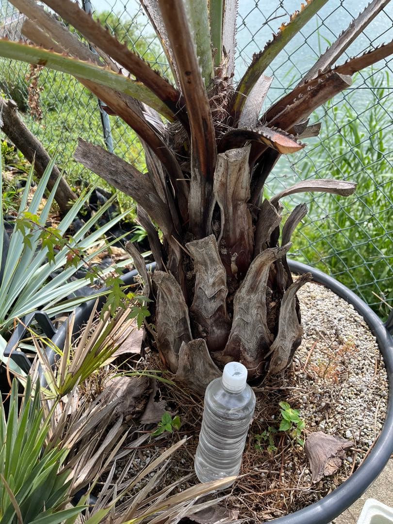 引き取り限定　超特大　ブラヘアアルマータ　白銀葉　観葉植物 扇形の葉 健康的