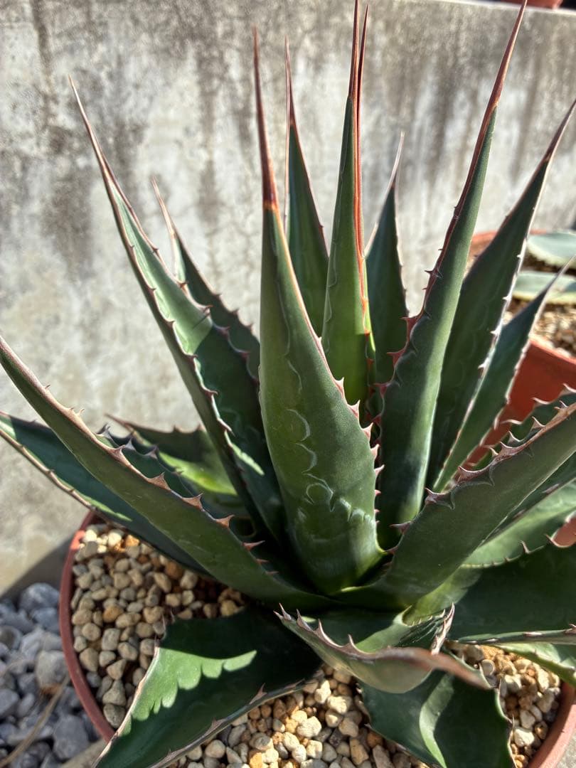 アガベ モンタナ - メルカリ