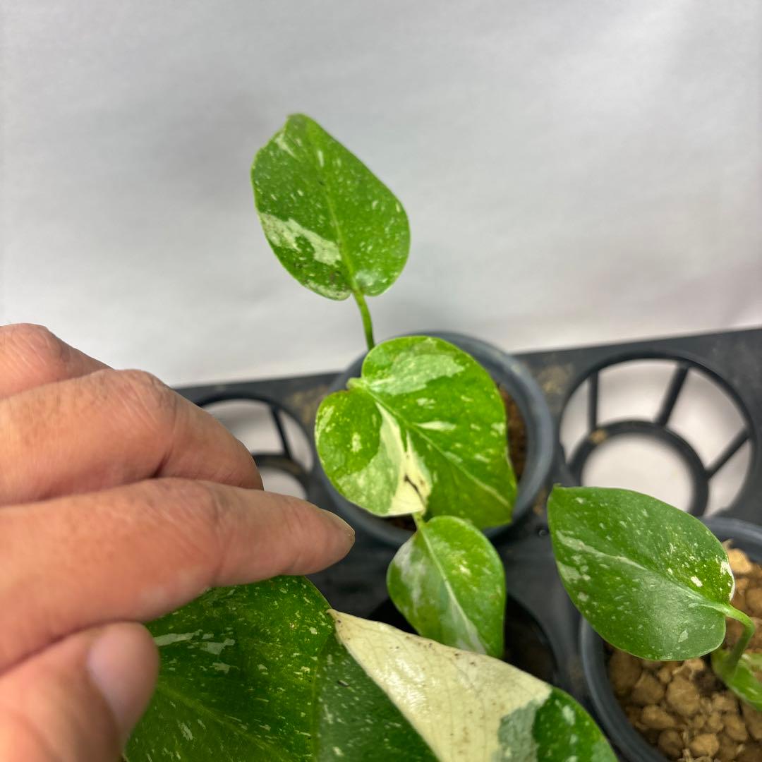 壱*）様 訳あり10株セットms75【特別選抜】モンステラ・タイコンステレーショ