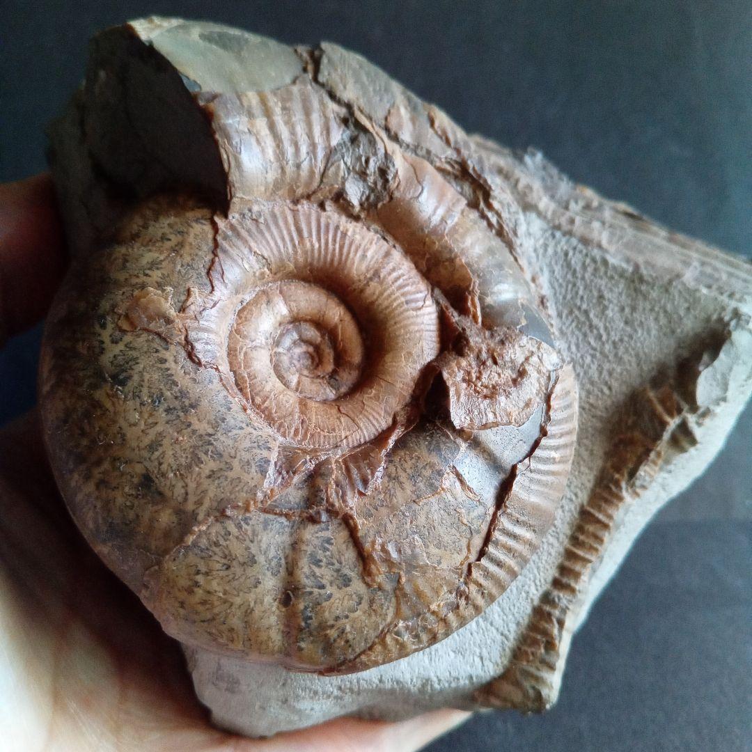 アンモナイト　日本産　北海道　極美麗　クリーニング最高