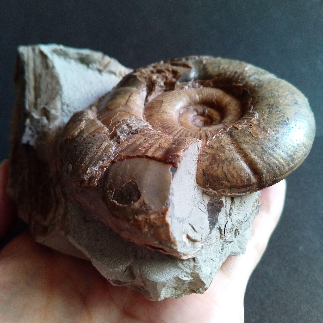 アンモナイト　日本産　北海道　極美麗　クリーニング最高