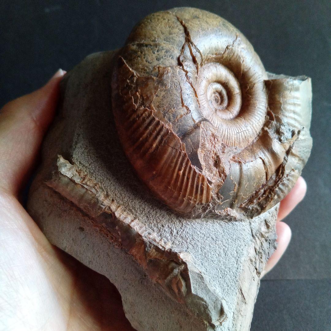 アンモナイト　日本産　北海道　極美麗　クリーニング最高