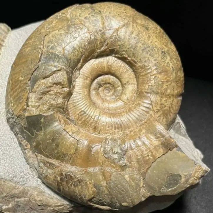 アンモナイト　日本産　北海道　極美麗　クリーニング最高