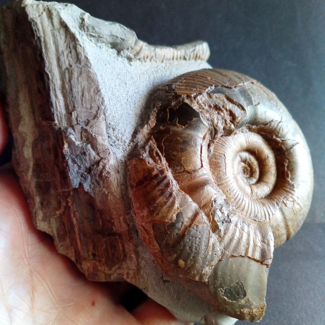 アンモナイト　日本産　北海道　極美麗　クリーニング最高