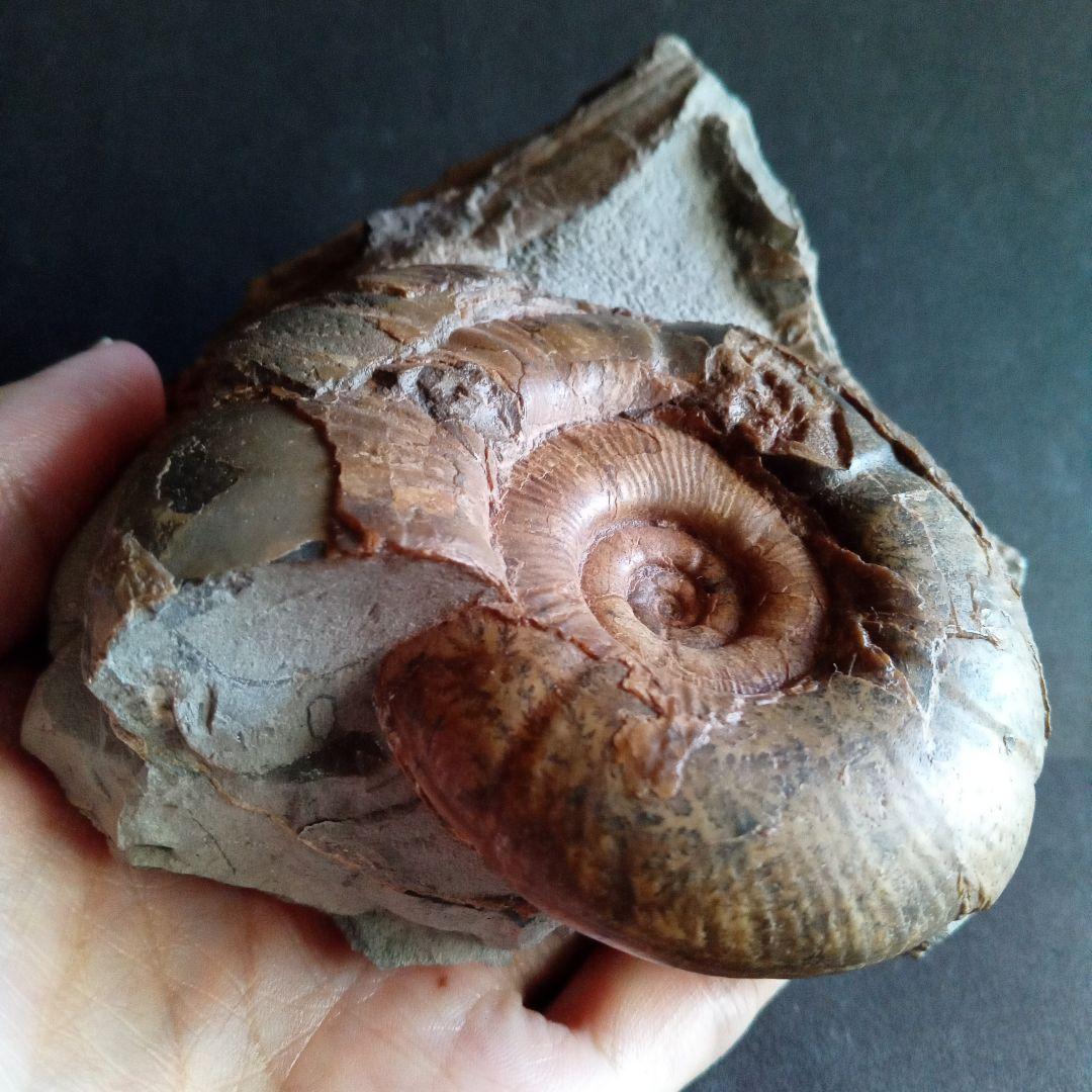 アンモナイト　日本産　北海道　極美麗　クリーニング最高