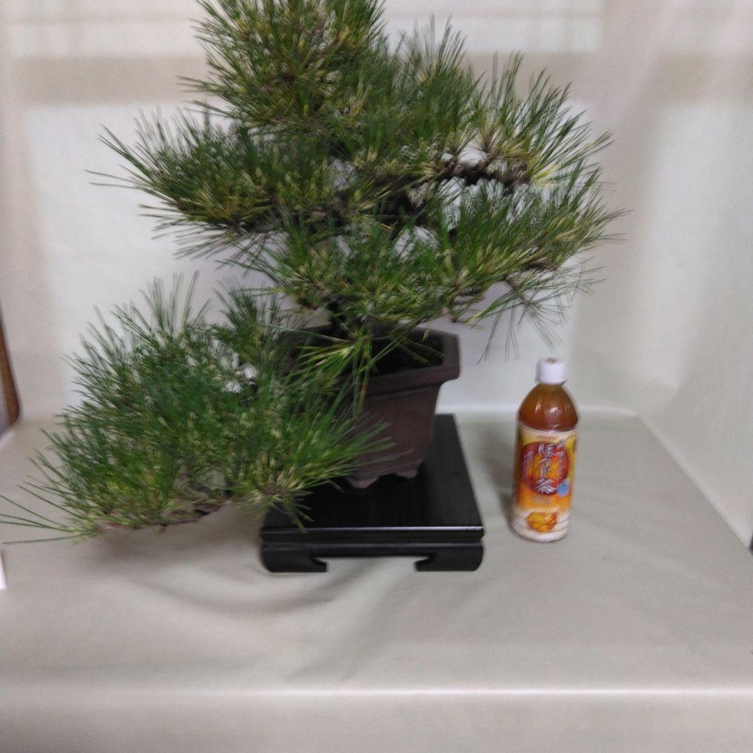 ジャノ芽松盆栽 2025年8月28日 超珍品、大幅値下げ。黒松、赤松、五葉松、