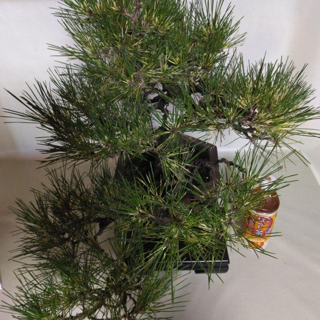 ジャノ芽松盆栽 2025年8月28日 超珍品、大幅値下げ。黒松、赤松、五葉松、