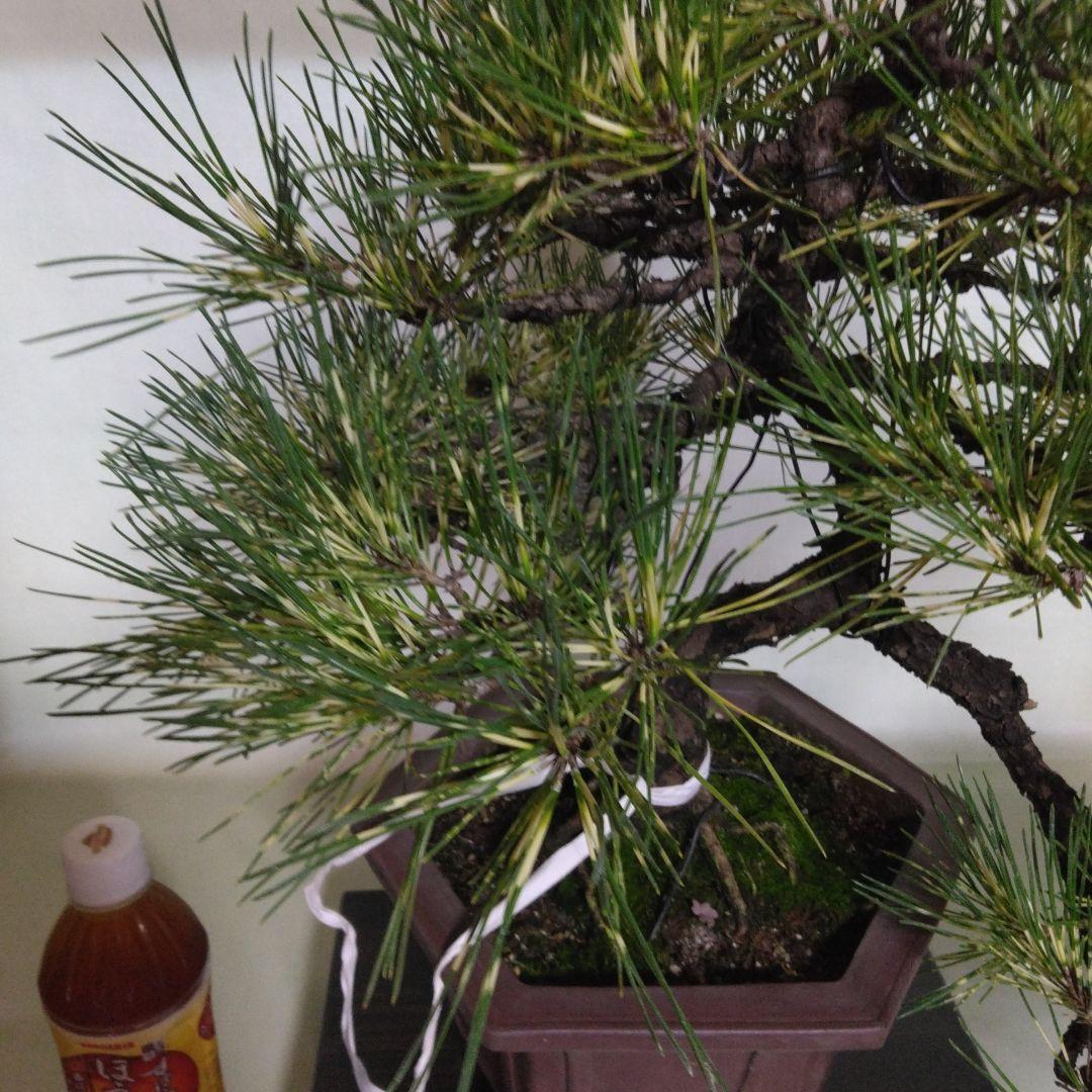 ジャノ芽松盆栽 2025年8月28日 超珍品、大幅値下げ。黒松、赤松、五葉松、