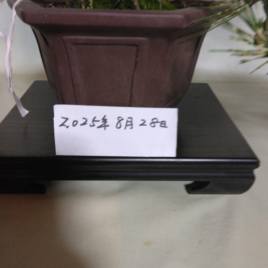 ジャノ芽松盆栽 2025年8月28日 超珍品、大幅値下げ。黒松、赤松、五葉松、