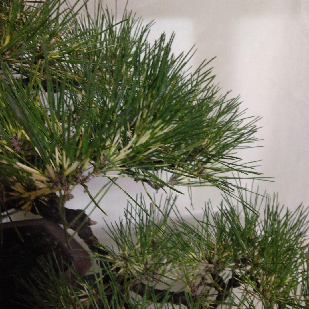 ジャノ芽松盆栽 2025年8月28日 超珍品、大幅値下げ。黒松、赤松、五葉松、