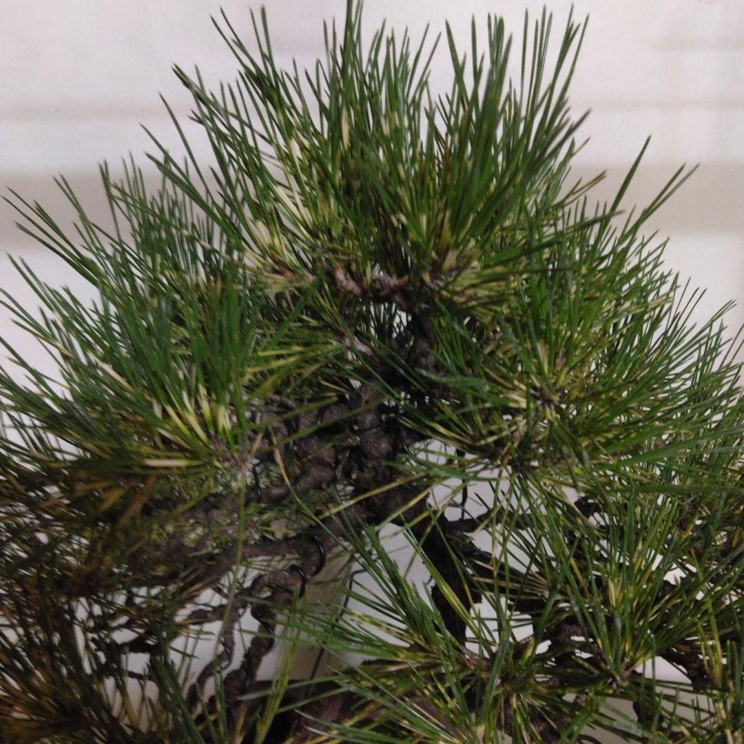 ジャノ芽松盆栽 2025年8月28日 超珍品、大幅値下げ。黒松、赤松、五葉松、