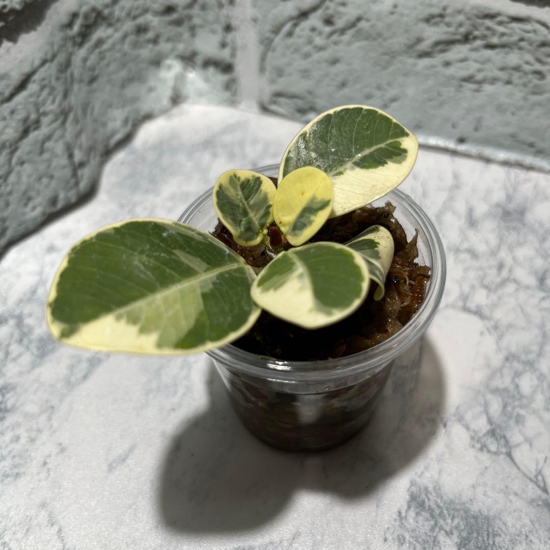 a*u様 パンダガジュマル　斑入り　枝挿し　発根済み