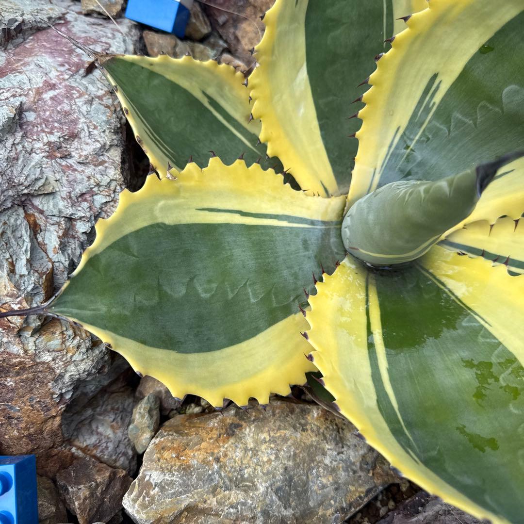 ひ*ろ様 アガベ　リップルエフェクト