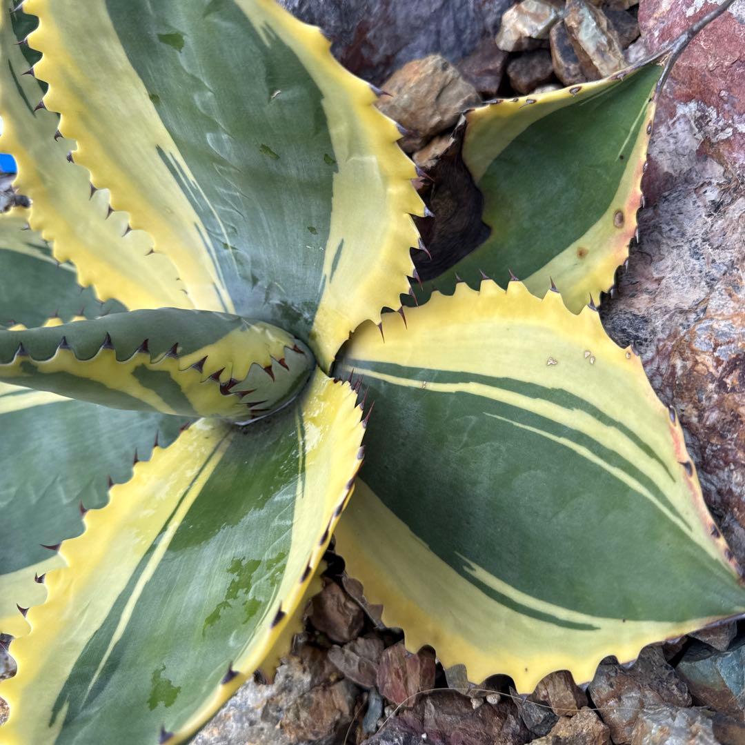 ひ*ろ様 アガベ　リップルエフェクト