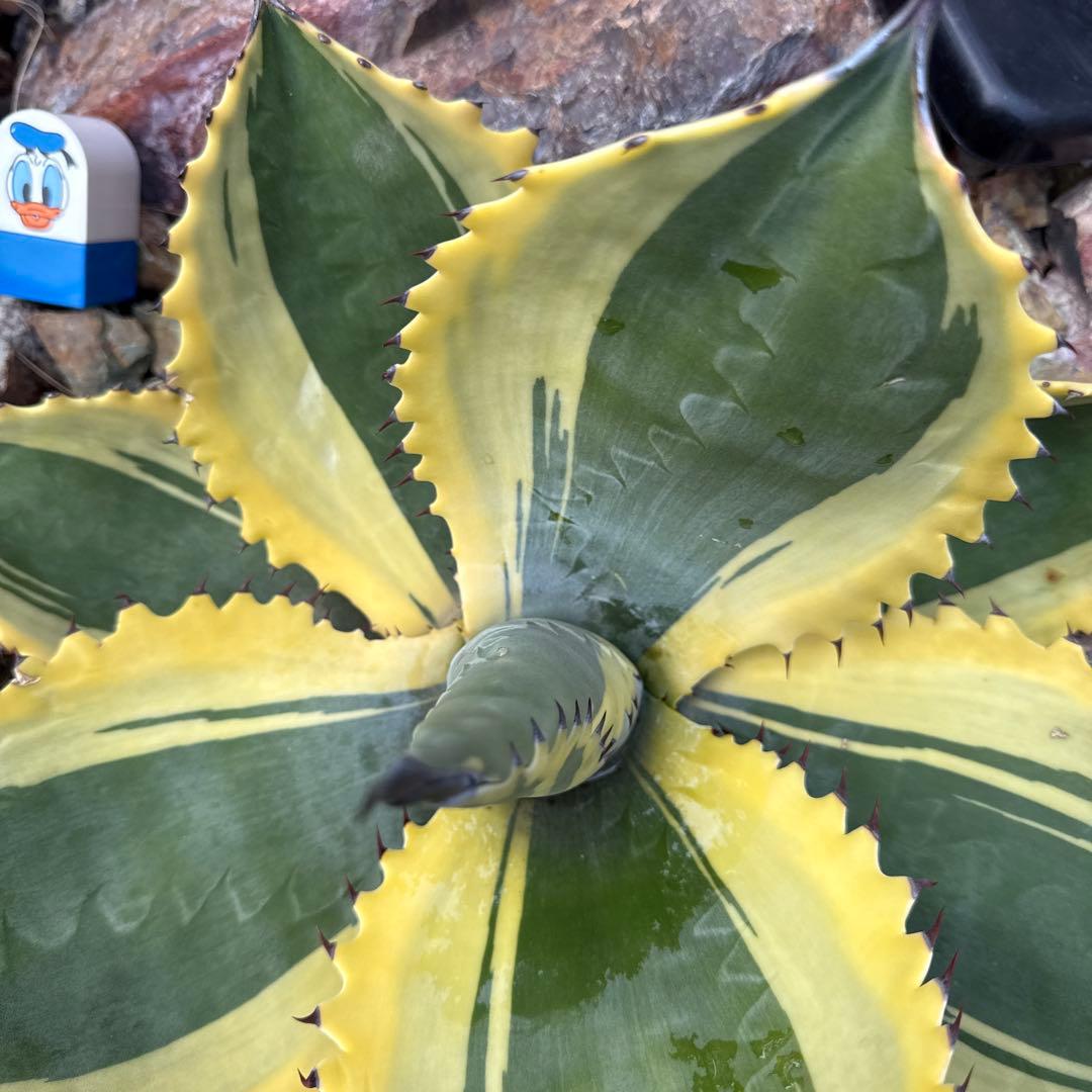 ひ*ろ様 アガベ　リップルエフェクト