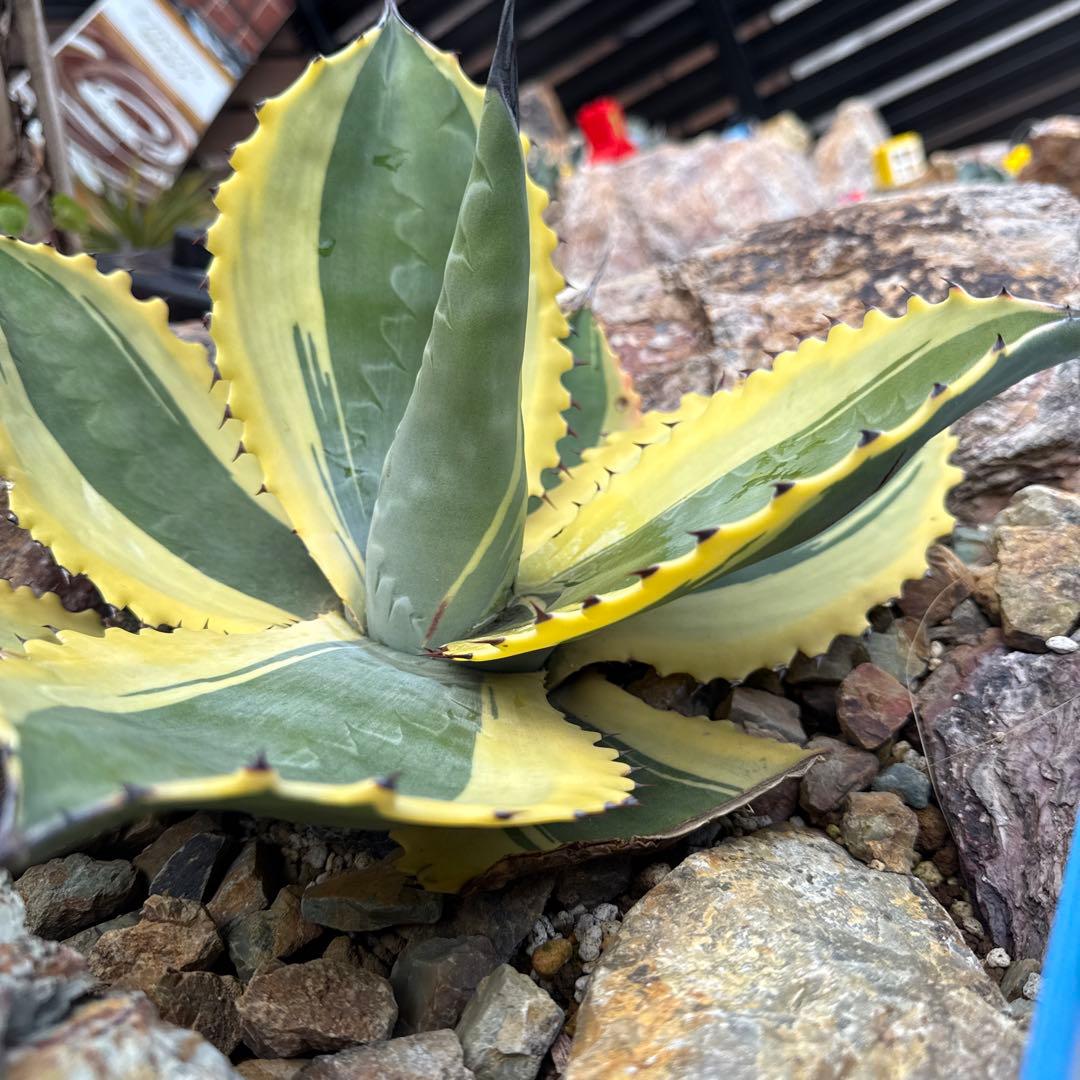 ひ*ろ様 アガベ　リップルエフェクト