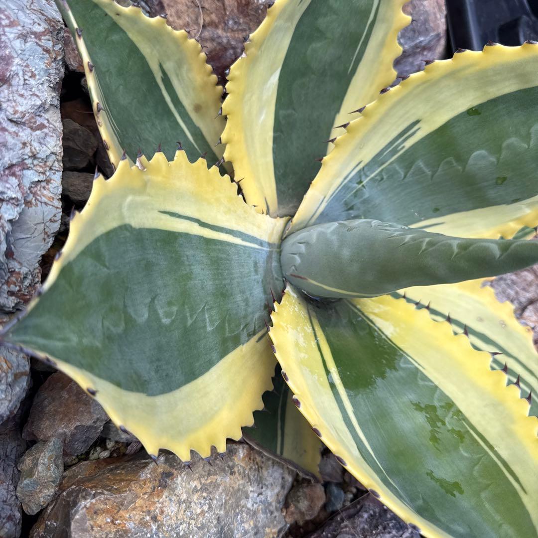 ひ*ろ様 アガベ　リップルエフェクト