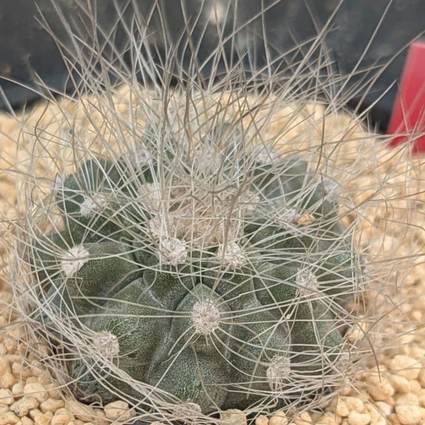 レアサボテンコレクション・コピアポア属・雷血丸inわけけのお店