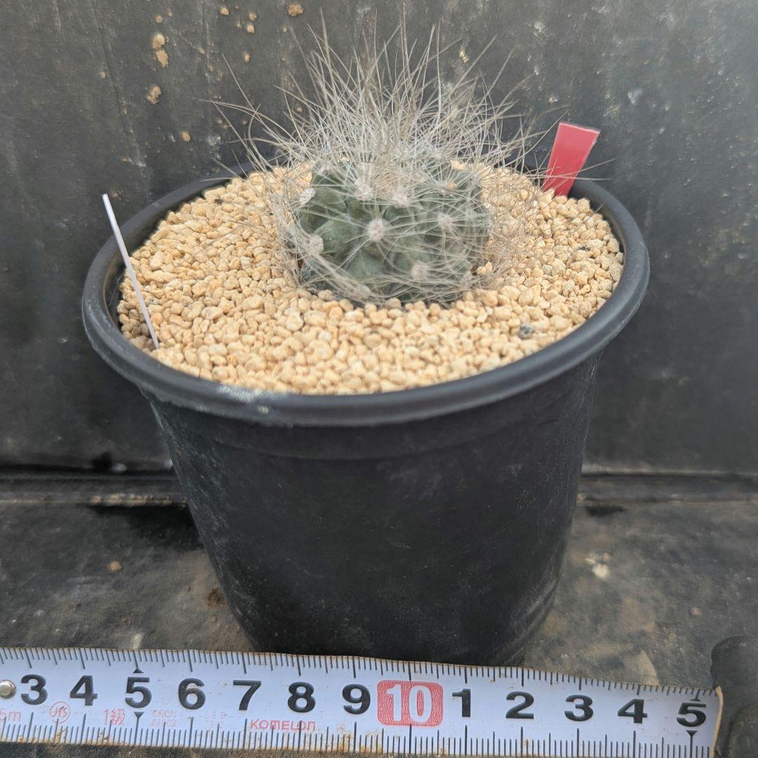 レアサボテンコレクション・コピアポア属・雷血丸inわけけのお店