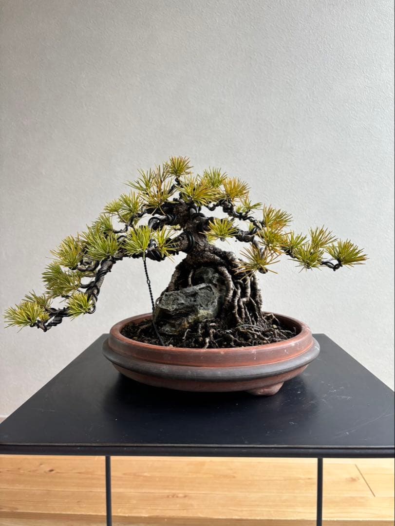 古木 天皇梅 磯山椒 文人木