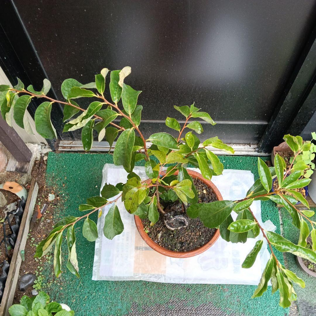 豆柿(マメガキ)太木／現在落葉中