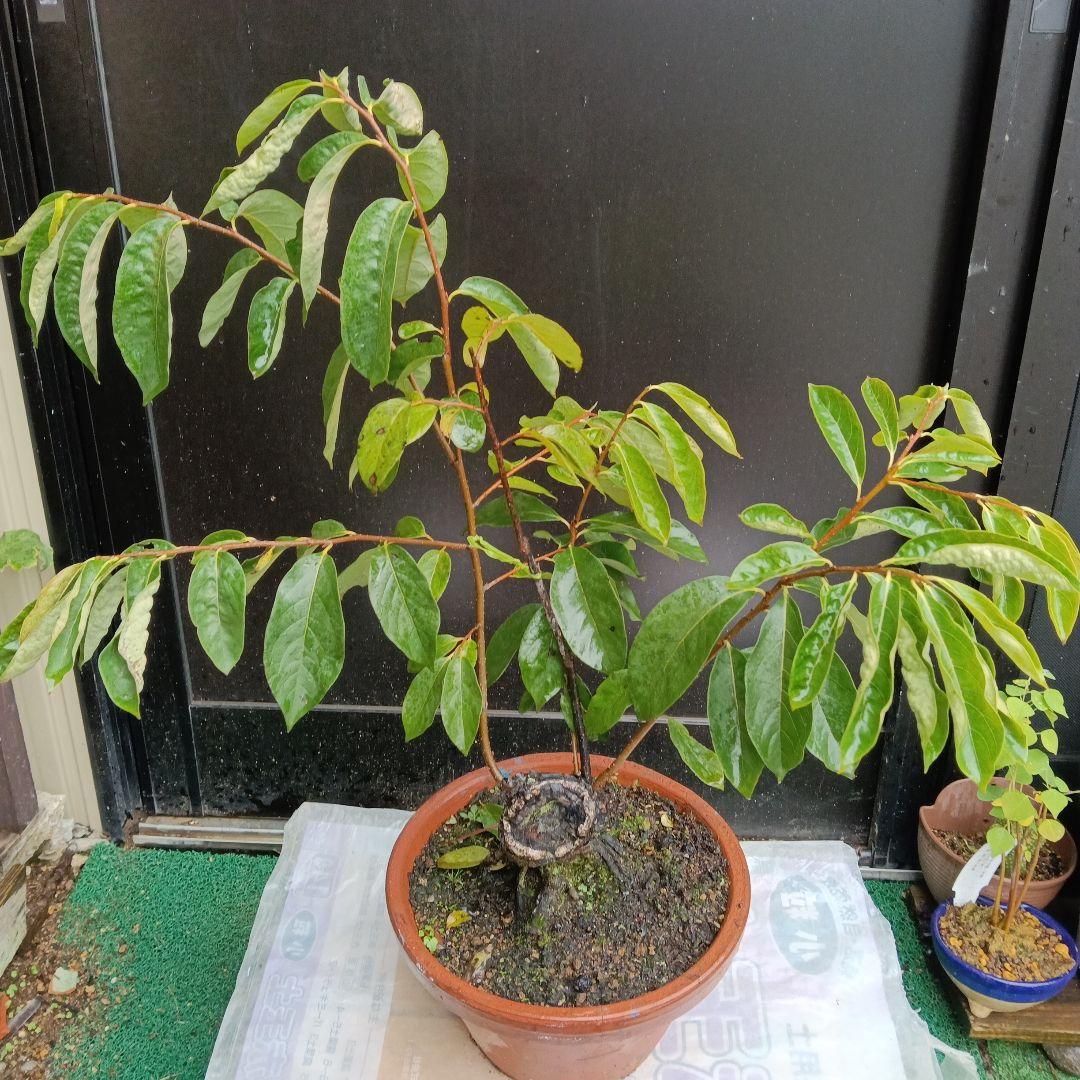 豆柿(マメガキ)太木／現在落葉中