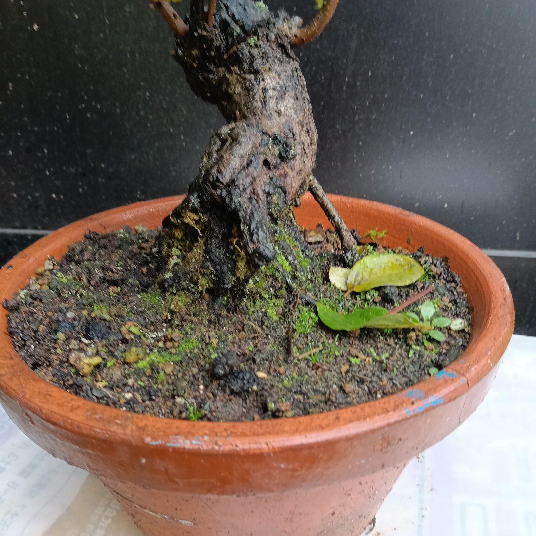 豆柿(マメガキ)太木／現在落葉中