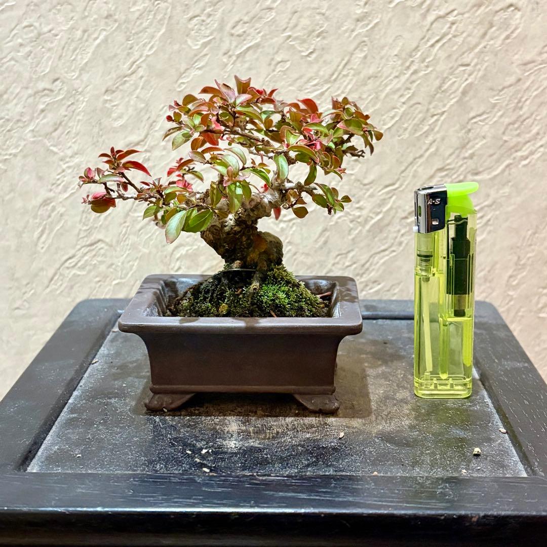 樹高8㎝極姫性百日紅　サルスベリ　小品盆栽　真柏　黒松　五葉松　紅葉　梅　桜