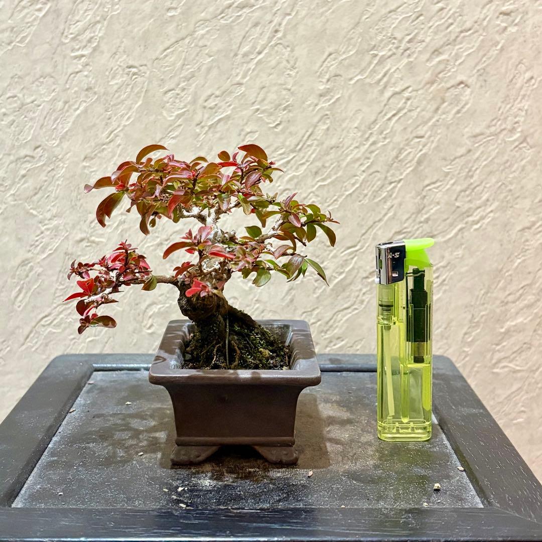 樹高8㎝極姫性百日紅　サルスベリ　小品盆栽　真柏　黒松　五葉松　紅葉　梅　桜