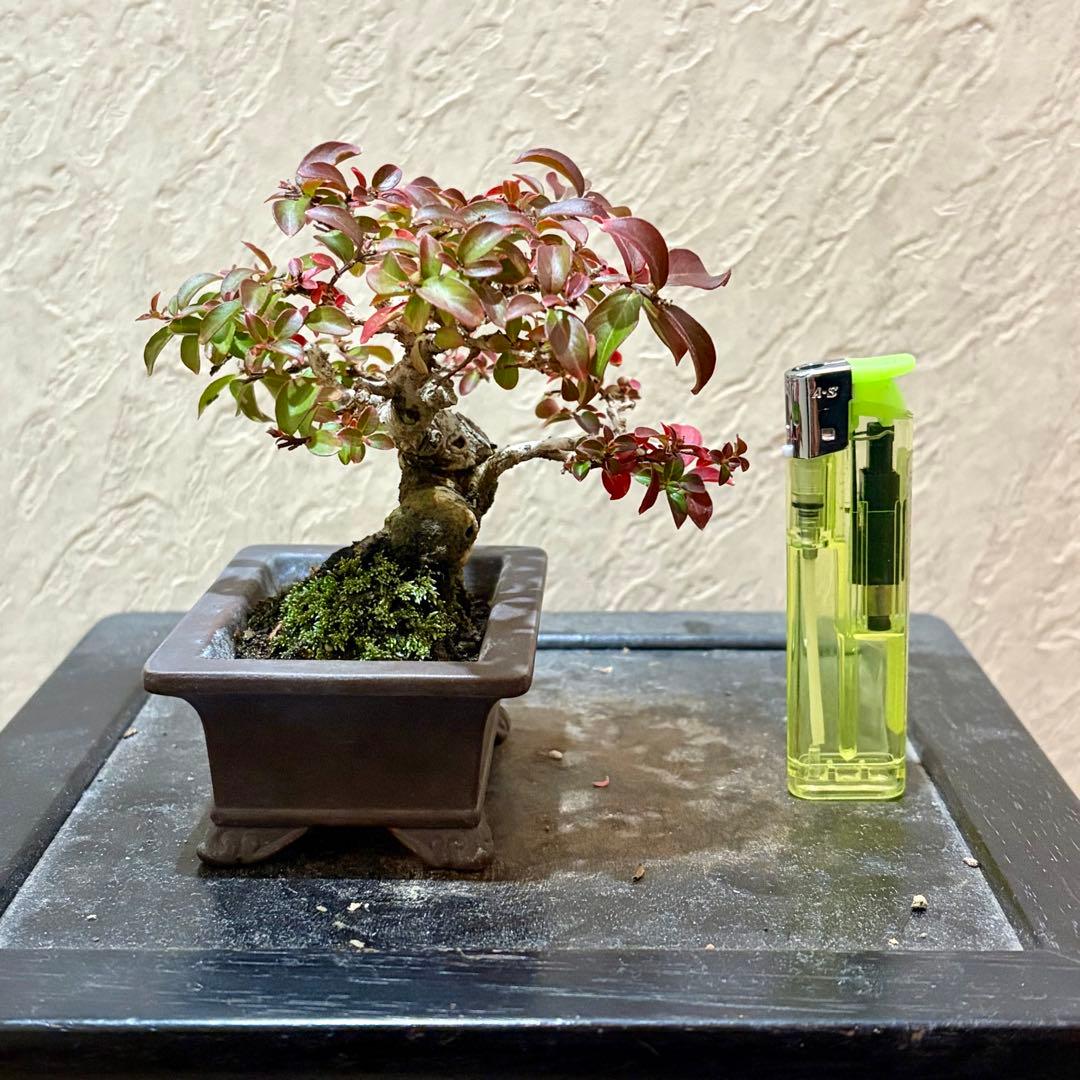 樹高8㎝極姫性百日紅　サルスベリ　小品盆栽　真柏　黒松　五葉松　紅葉　梅　桜