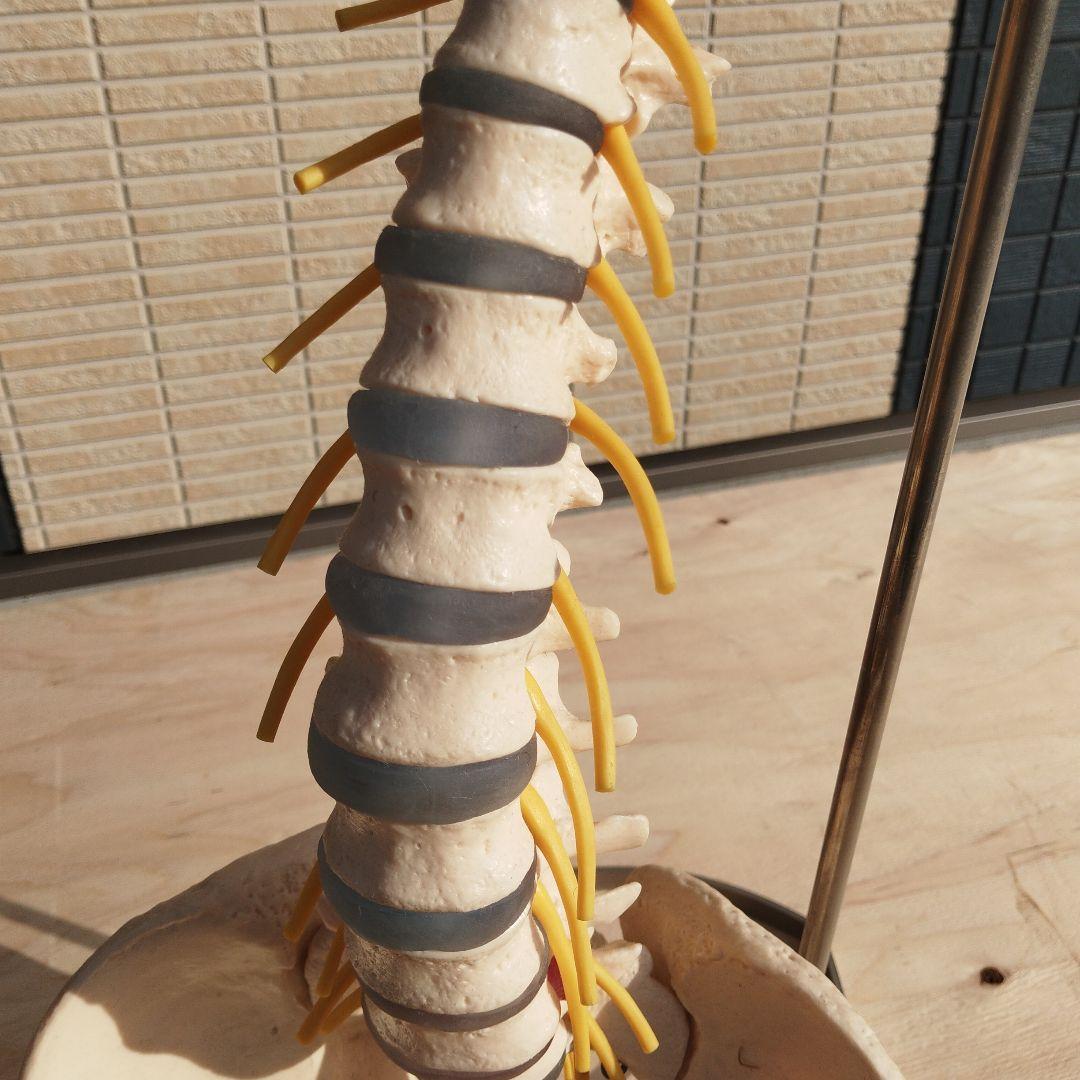 ドイツSOMSO（ソムソ）社製の脊柱骨格模型✨ガハハ本舗お宝倉庫市