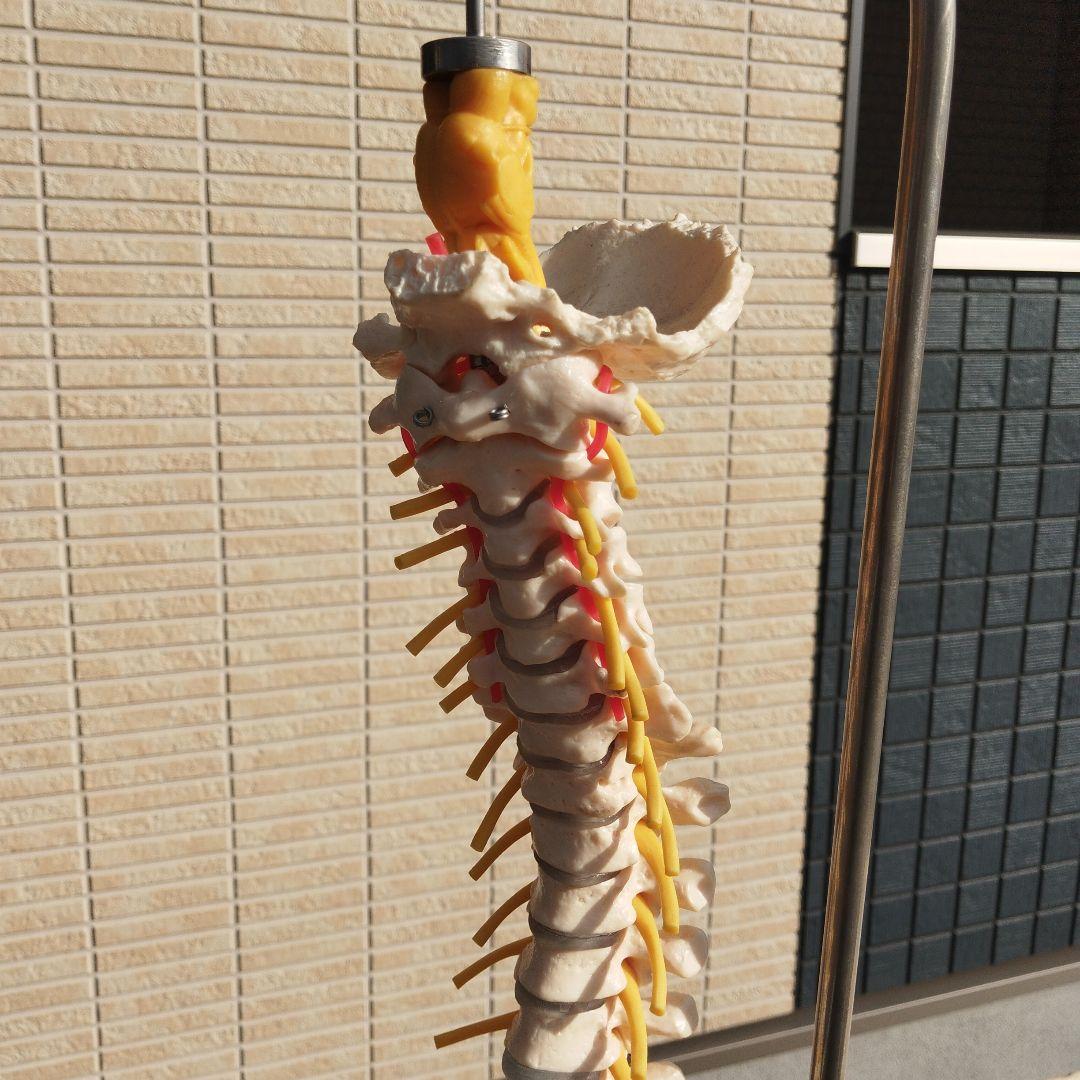 ドイツSOMSO（ソムソ）社製の脊柱骨格模型✨ガハハ本舗お宝倉庫市