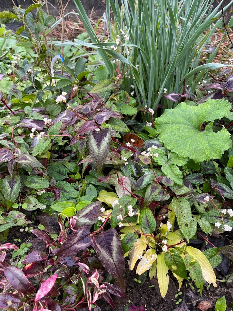 受付用　ペルシカリアレッドドラゴン苗