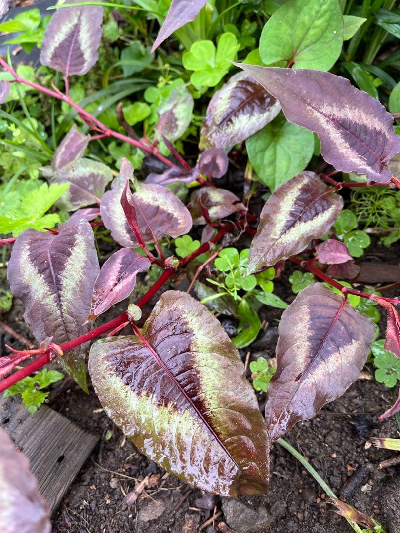 受付用　ペルシカリアレッドドラゴン苗